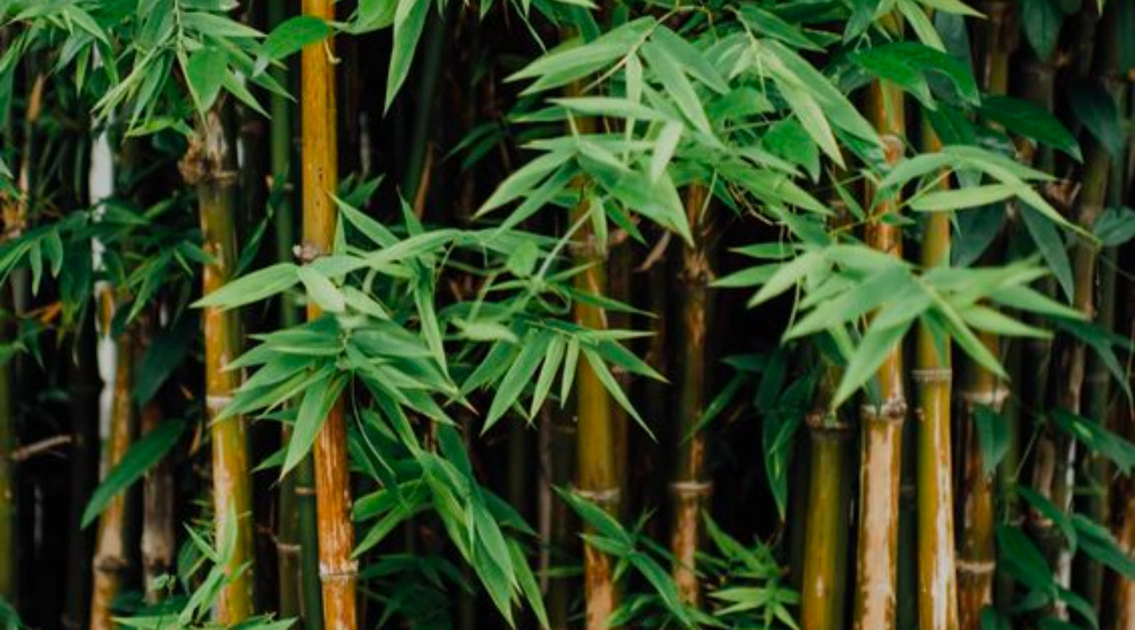 4 reasons the planet and your hoo-ha share a love for bamboo